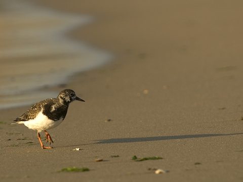 Steenloper op het strand