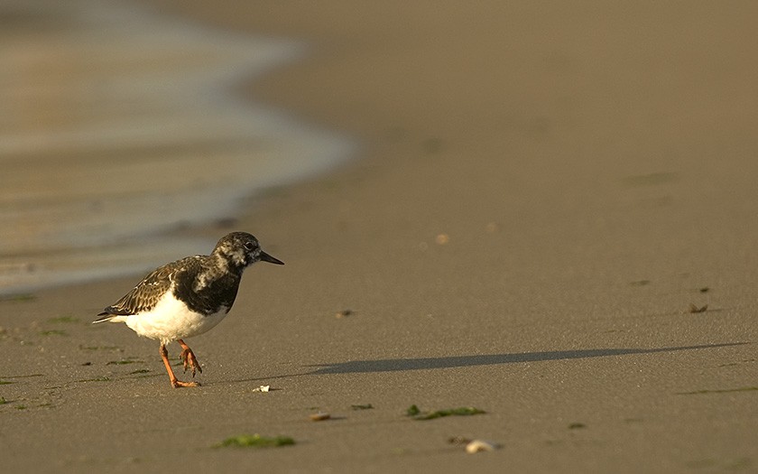 Turnstone on the beach