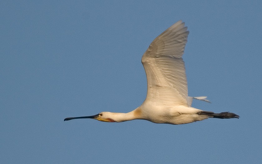 Spoonbill in flight (© Jeroen Reneerkens)