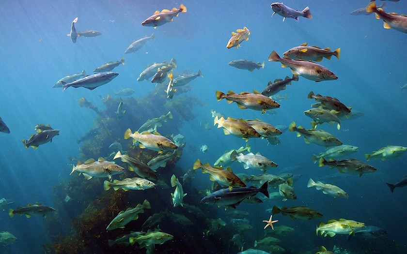 School of Cod (© Joachim S. Müller)