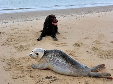 Hond naast zeehond op strand