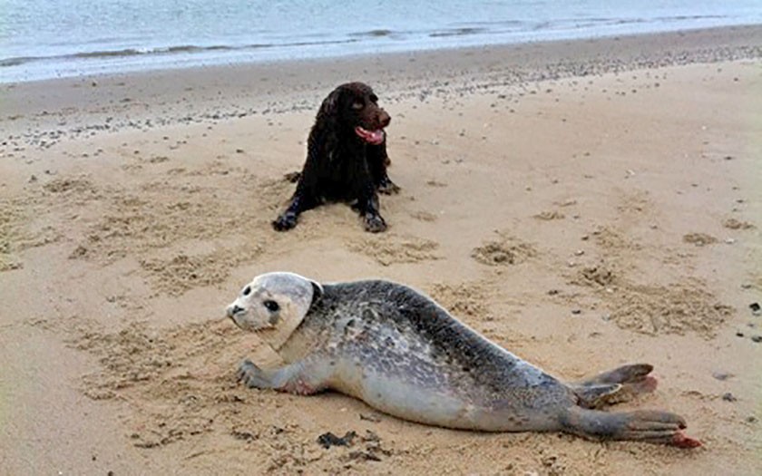 Hond naast zeehond op strand