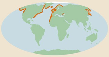 Distribution map of porpoises