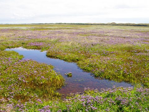 Lamsoor in de Slufter op Texel