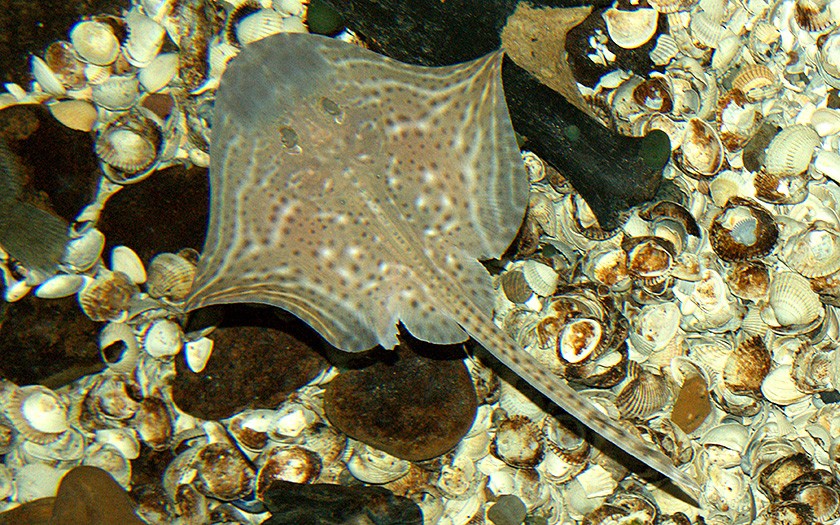 Small-eyed ray in Ecomare aquarium