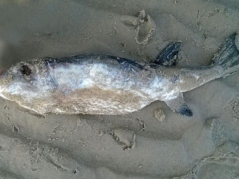 Dode kogelvis op het strand