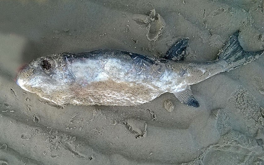 Dode kogelvis op het strand