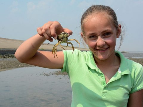 Meisje toont gevangen krab tijdens wadexcursie