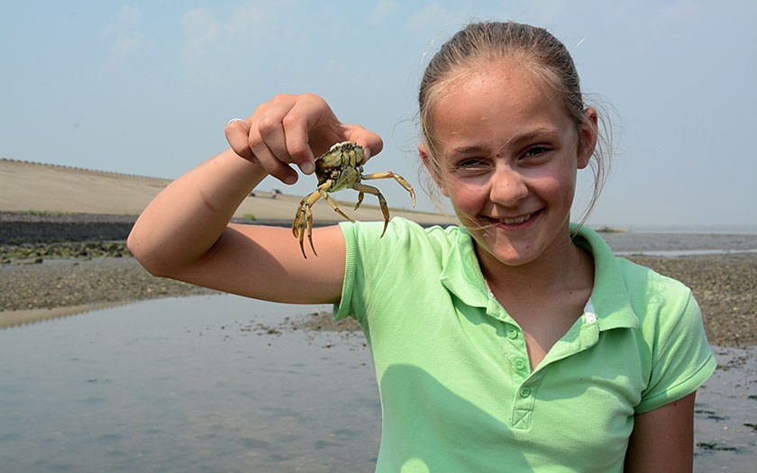 Meisje toont gevangen krab tijdens wadexcursie