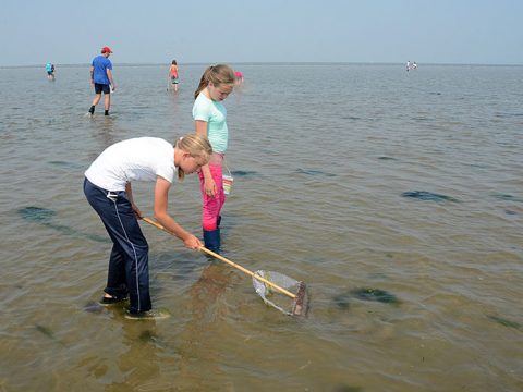 Leerlingen vangen beestjes op het wad