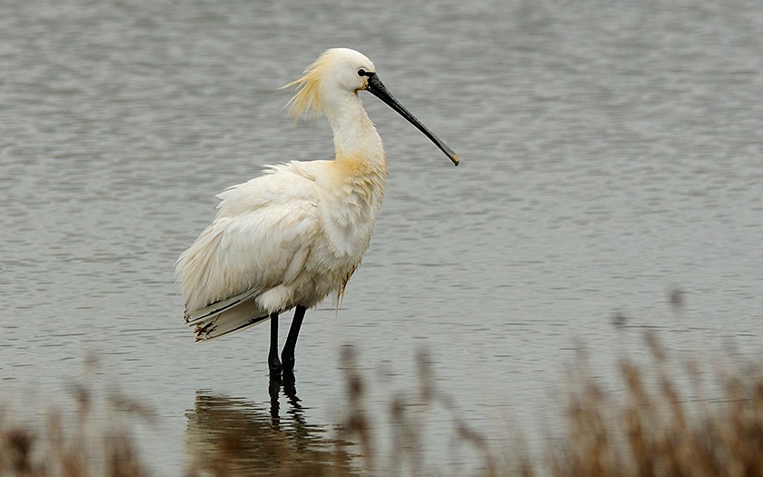 Spoonbill (© Ecomare)