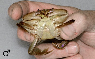 Unterseite einer männlichen Krabbe (© Ecomare)