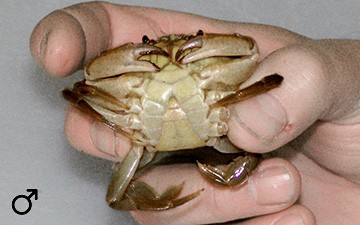 Underside of a male crab (© Ecomare)