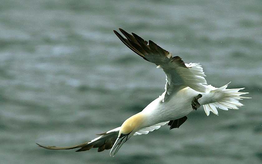 Gannet in flight (© Marijke de Boer)