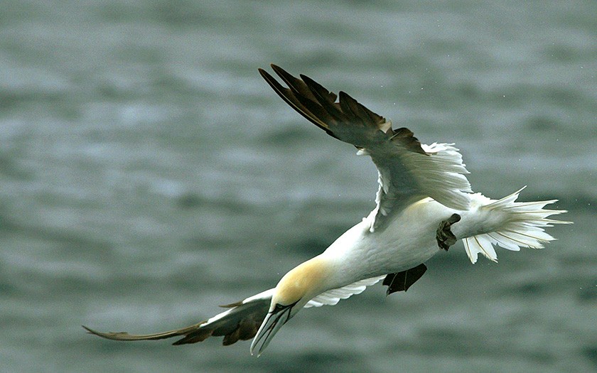 Basstölpel im Flug (© Marijke de Boer)