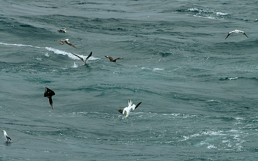 Gannet making a dive (© Marijke de Boer)