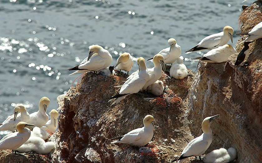 Brooding gannets (© Marijke de Boer)