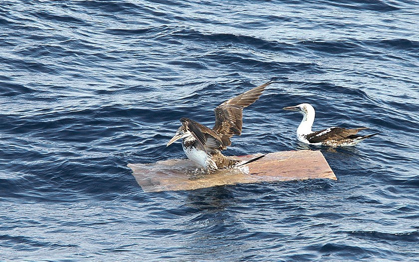 Basstölpel auf Treibplanke (© Marijke de Boer)