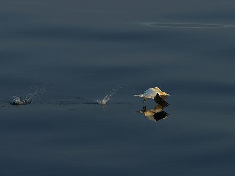 Jan-van-gent vliegt net boven de oppervlakte