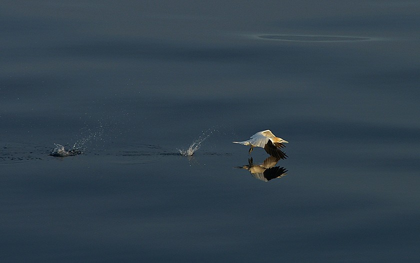 Jan-van-gent vliegt net boven de oppervlakte (© Marijke de Boer)