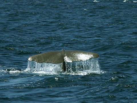 Staart van de potvis, een walvis, steekt uit het water