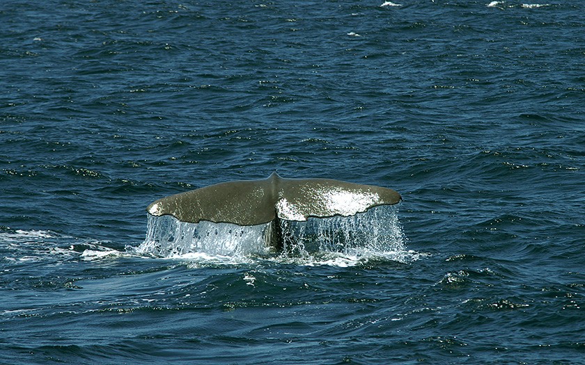 Tail of a sperm whale (Photo Marijke de Boer)