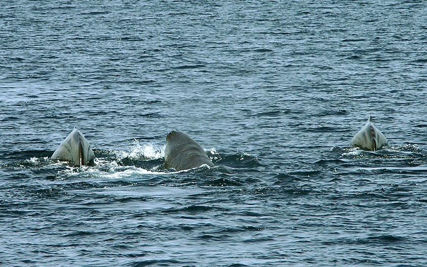 Three sperm whales (photo Marijke de Boer)