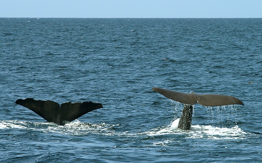 Pottwale, gesehen in der Nordsee (© Marijke de Boer)