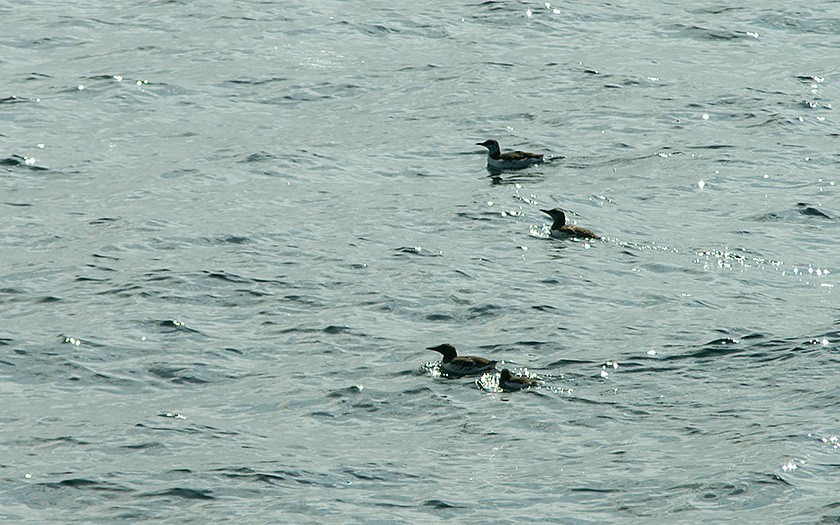 Swimming guillemots (© Marijke de Boer)