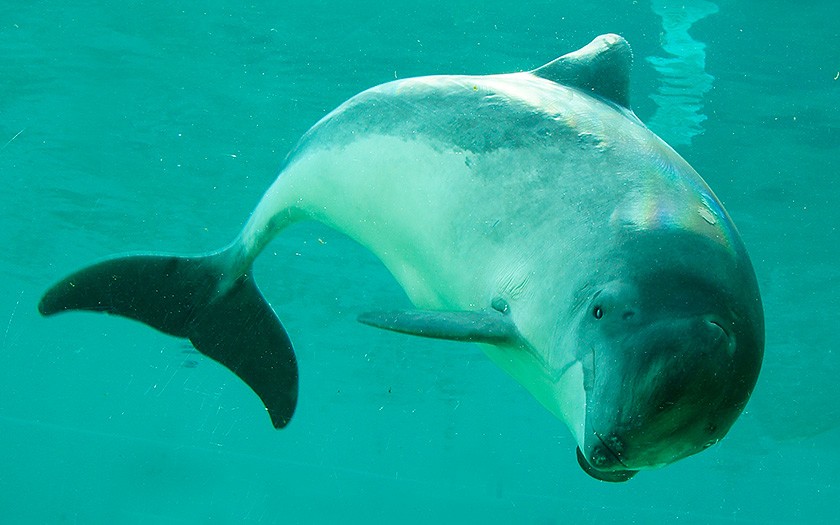 Porpoise Michael in Ecomare (© Ecomare)