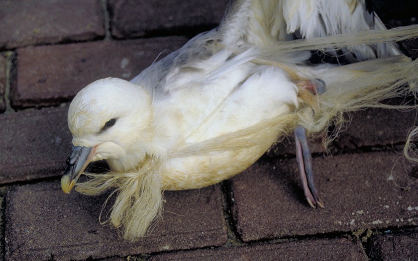 Noordse stormvogel met plastic rond zijn snavel