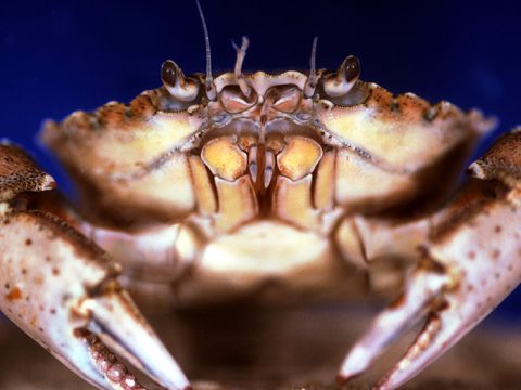 Strandkrab