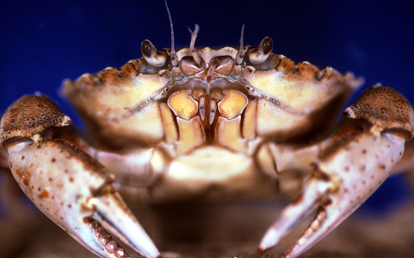 Gemeine Strandkrabbe (© Ecomare)