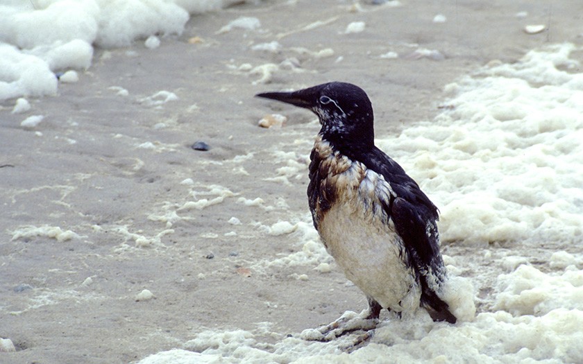 Guillemot with oil (© Ecomare)