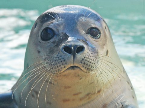 Gewone zeehond in de opvang bij Ecomare