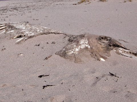 Skelet van een orka in het zand