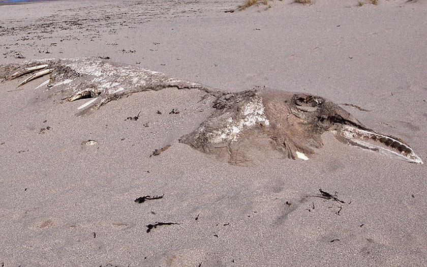 Skelet van een orka in het zand