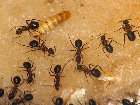 Mieren eten meelwormen