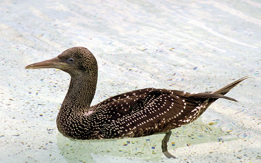 Young gannet (© Ecomare)