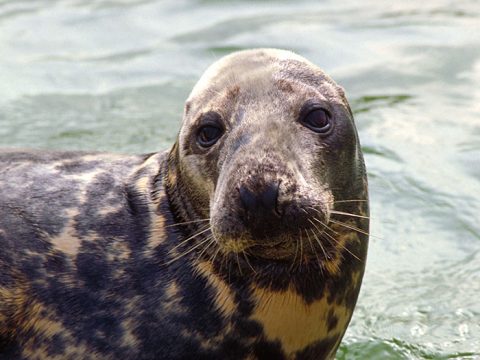 Grijze zeehond