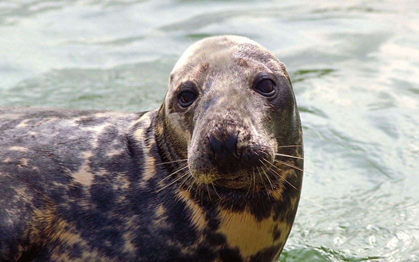 Grijze zeehond (© Ecomare)