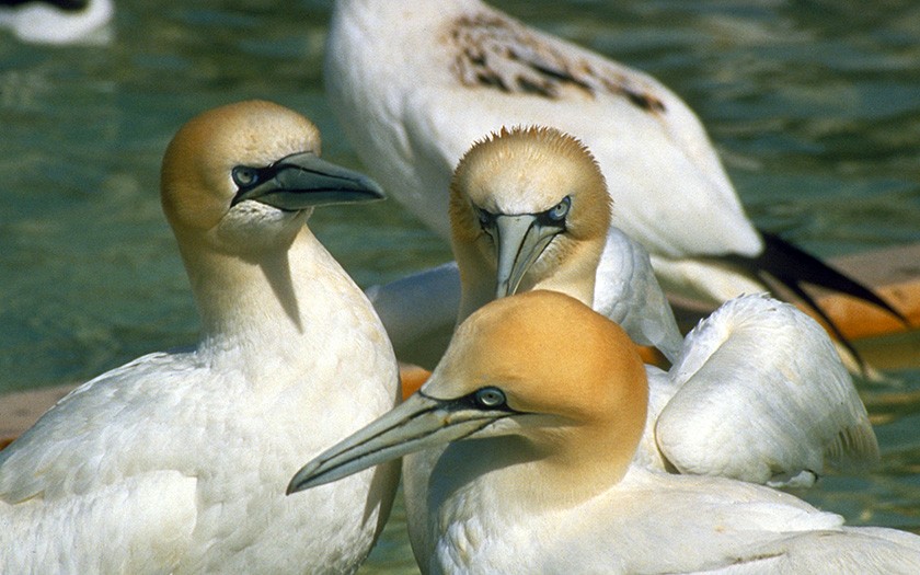 Verbazingwekkend Vogelopvang bij Ecomare | Ecomare Texel HO-23