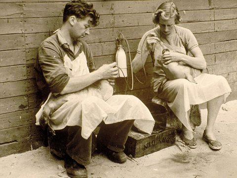 Gerrit en Annie de Haan ving als eerste in Europa zeehonden op