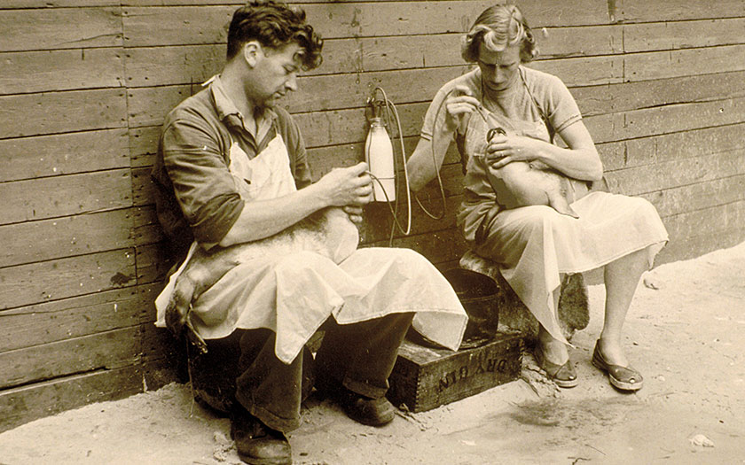 Gerrit and Annie de Haan were the first in Europe to care for seals