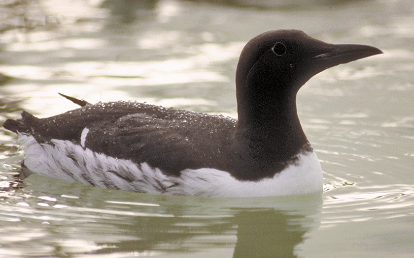 Guillemot (© Ecomare)