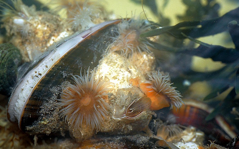 Benthic fauna (© Ecomare)