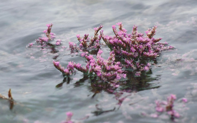 Sea lavender under water (© Ecomare)