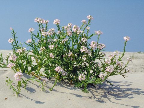 Zeeraket op het strand