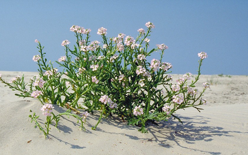 Zeeraket op het strand