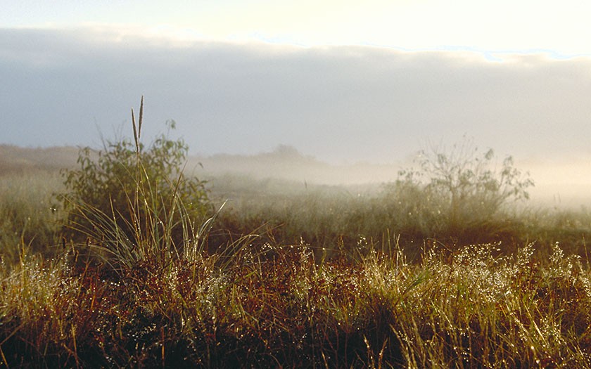 't Mientje, natuurgebied in de Dennen op Texel